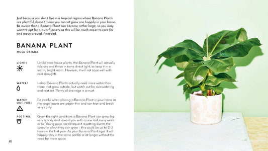 Little book of house plants and other greenery