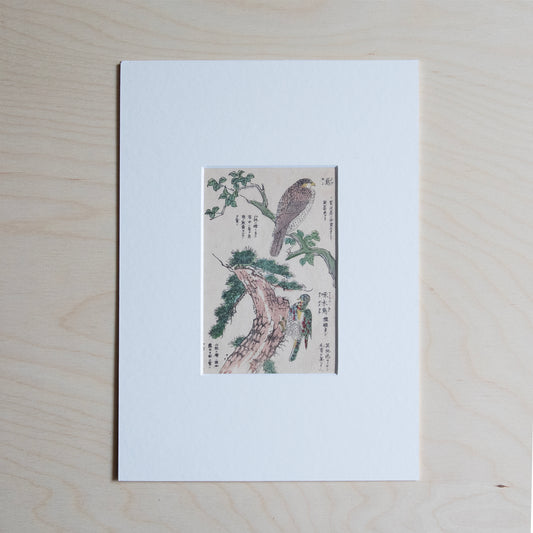 Vintage Print - Kite and Woodpecker