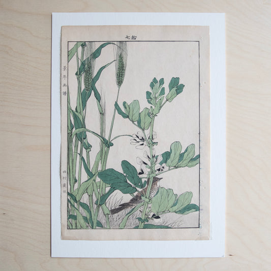 Vintage Print - Sparrow Amongst Wild Peas and Wheat