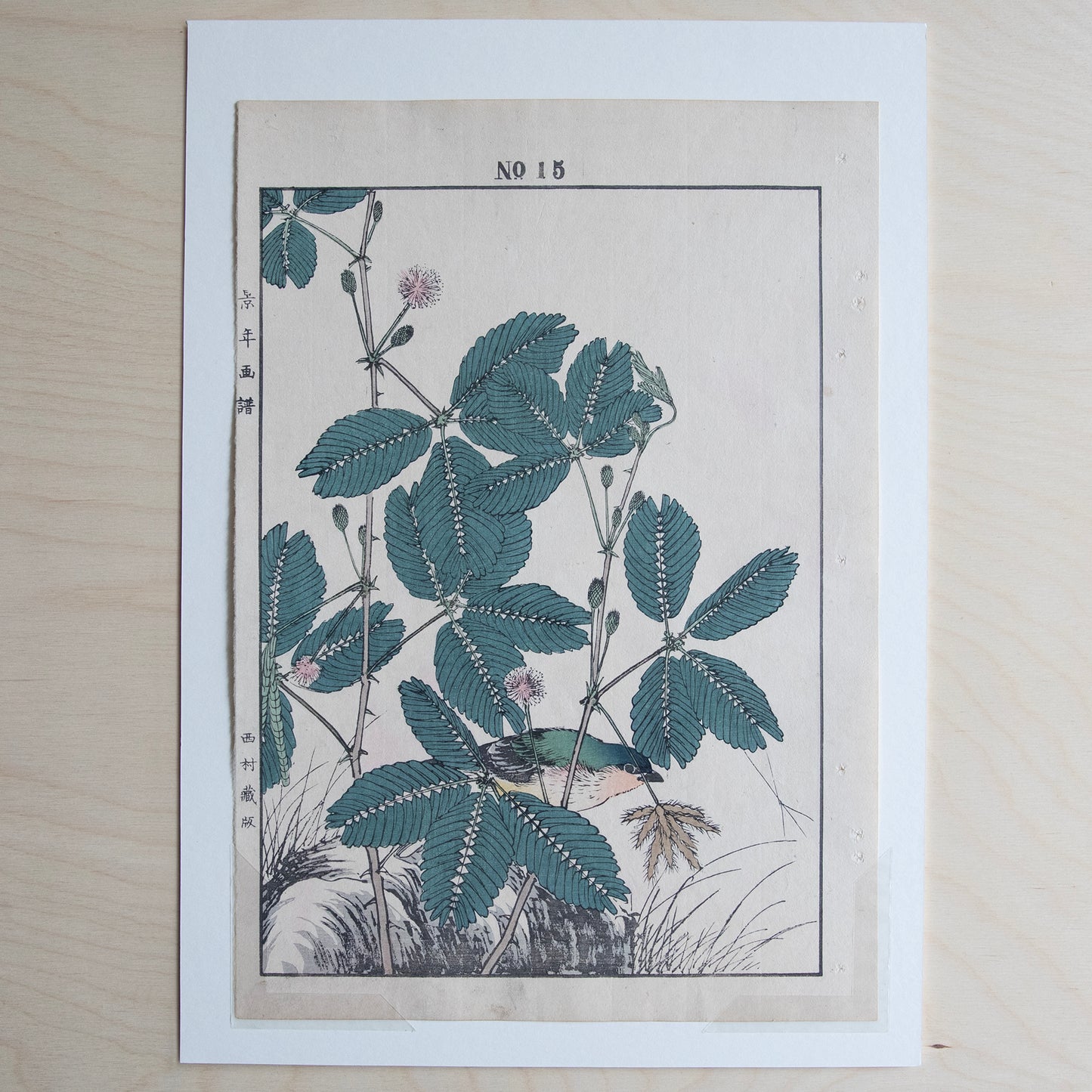 Vintage Print - Shameplant and Oliver Sparrow