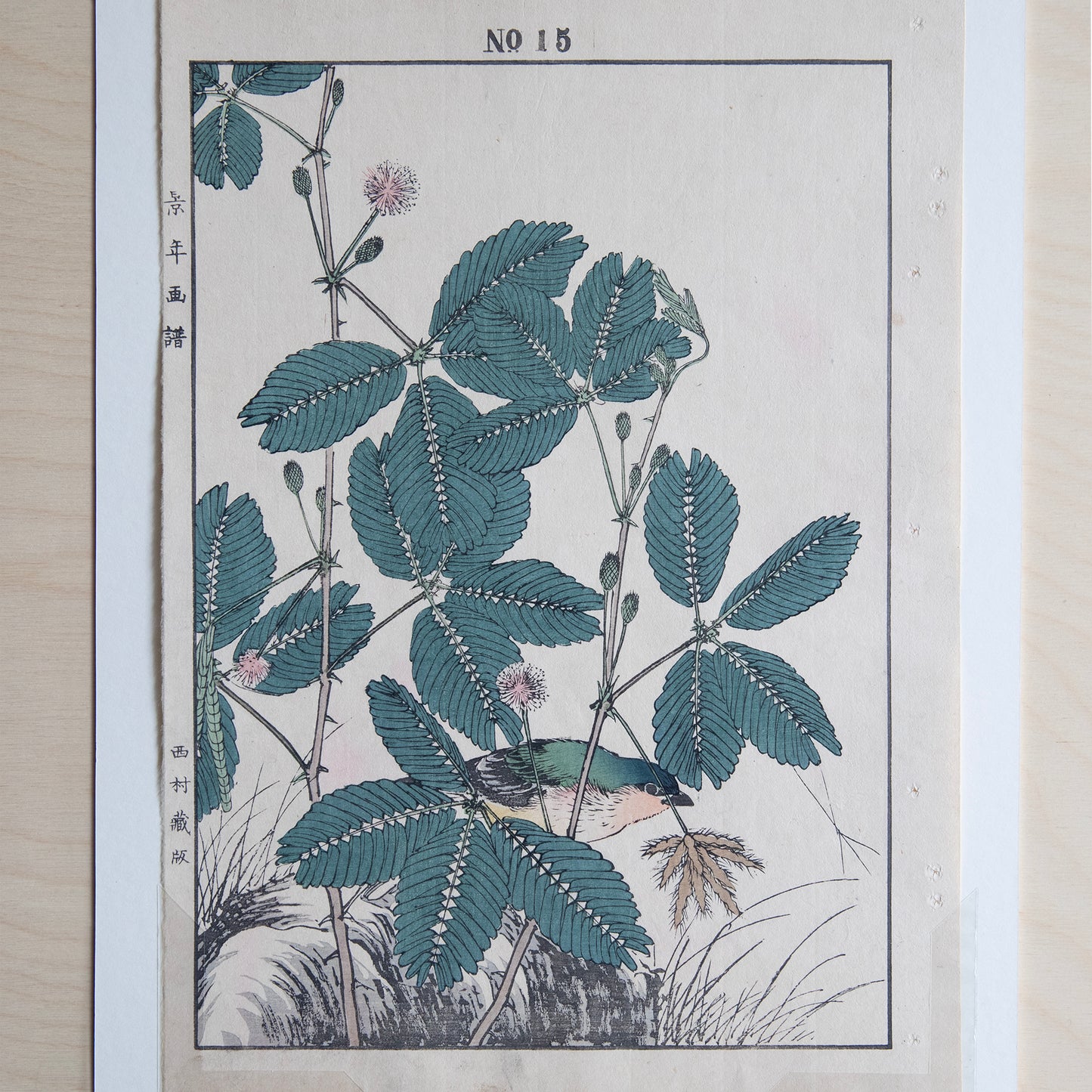 Vintage Print - Shameplant and Oliver Sparrow