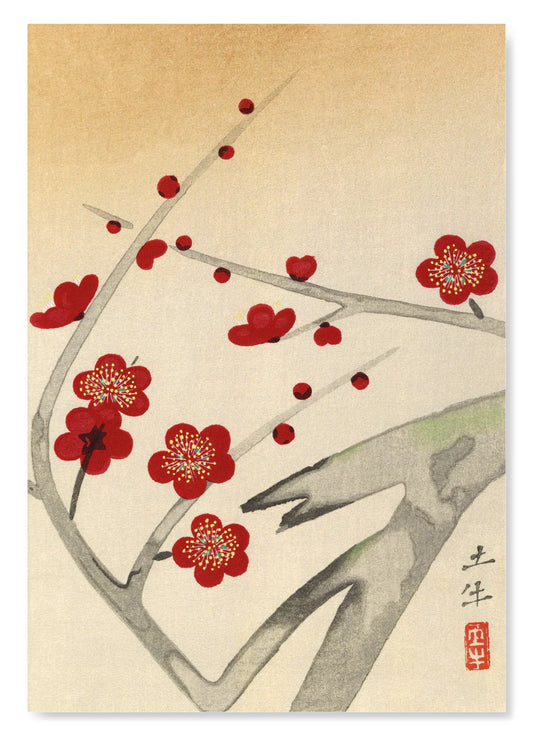 Plum Blossom Flowers | Various sizes