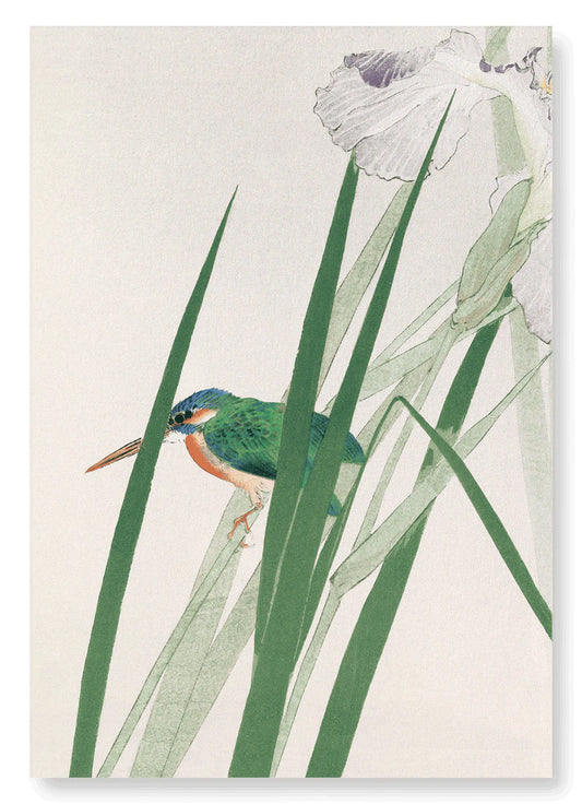 Kingfisher and Iris (C.1900) | Size A4