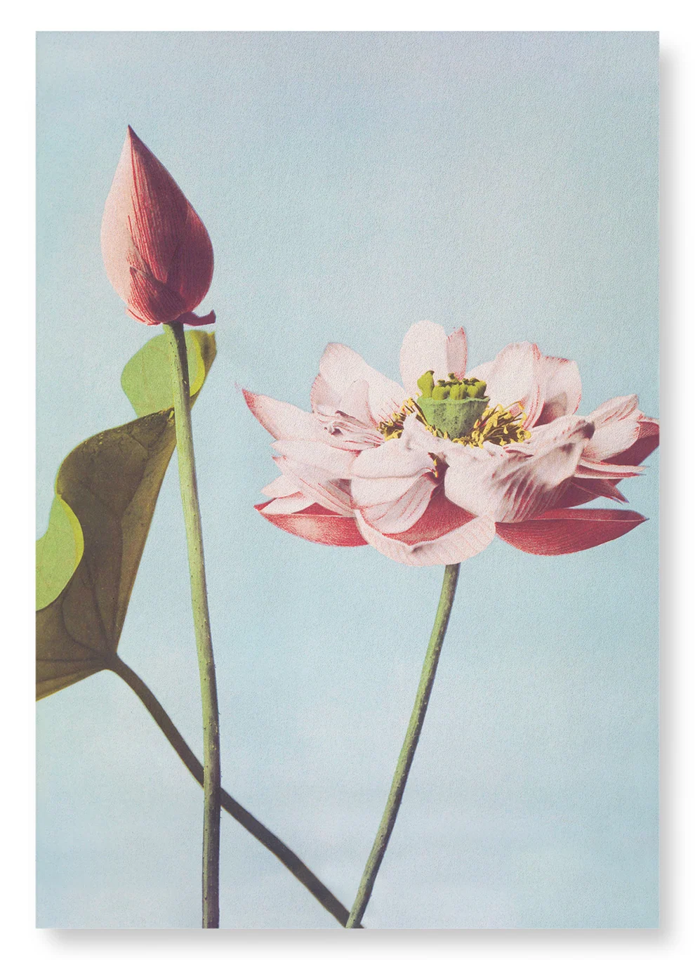 Photomechanical Print of Lotus Flowers (C.1890)) | Size A4