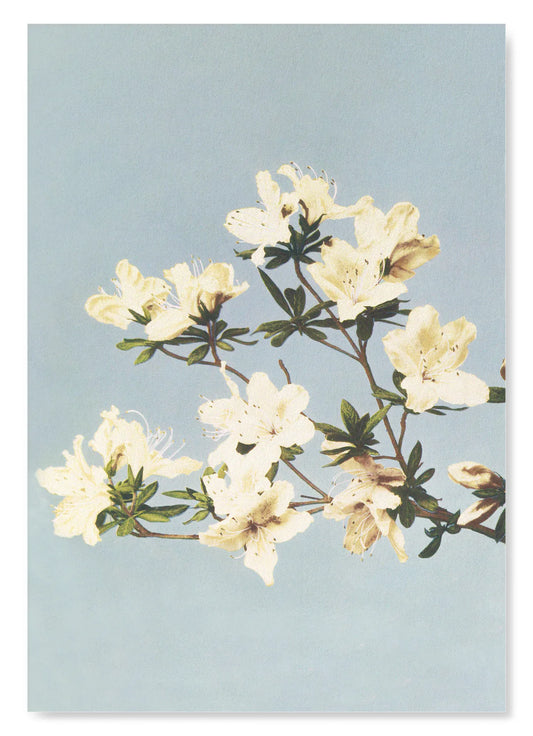 Photomechanical Print of Azaleas (C.1890)) | various sizes
