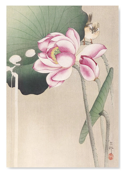 Songbird and Lotus | Size A4